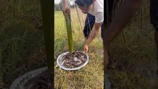 Catfish Fish Catching #fishing #fishinglife #fishingtrip