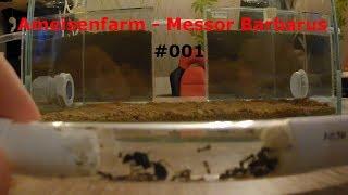 Unboxing Ameisenfarm + Königin - #001 Messor Barbarus - deutsch Madde