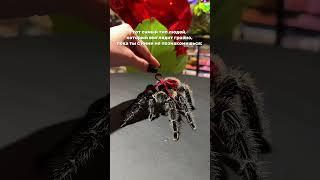 🫵 #паук #птицеед #рептилии #животные #экзотика #animals