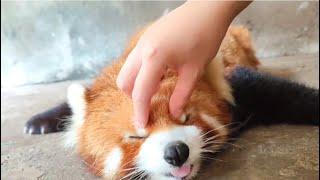 Red Panda’s Day Off #cute #redpanda