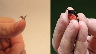 Meet the world's smallest bird | Cuba's "bee hummingbird" |  World's Smallest Bird | Bee Hummingbird