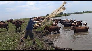 Забросы Кастинговой Сети под ЖОПЫ коров. Рыбалка Кастинговой сетью.