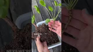 Learn how to propagate a Pilea peperomiodies, commonly known as a Chinese money plant.