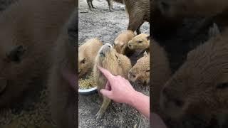 Capivaras fofas... | Cute capybara...