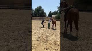 Toy mingi qilish #horse #kupkari #rek #equestrian #horsejumping #sports