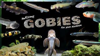 Best Freshwater Gobies for your Fish Tank | Find The Perfect Goby for Your Aquarium!