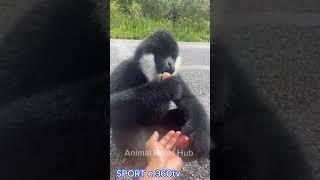 Cute | Like & Subscribe me ️