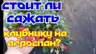 "КАК ВЫГЛЯДИТ АГРОСПАН ПОСЛЕ ДВУХ ЛЕТ ИСПОЛЬЗОВАНИЯ НА КЛУБНИКЕ!