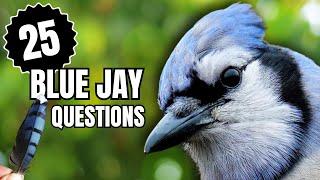 Everything You Wondered About Blue Jays | 25 Questions Answered