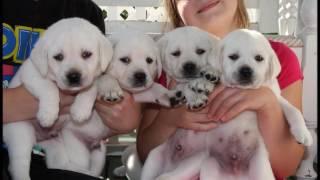 Dear Future Puppy by ellianna and Loyal Labradors