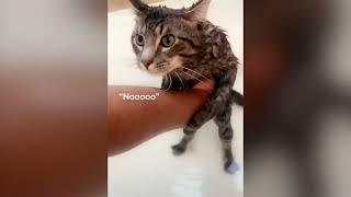CRAZY CATSSS !!!! SO funnyy :)) #cady #funny #funnyvideo #crazy