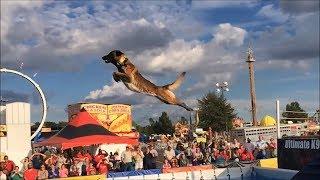 Малинуа-Бельгийская Овчарка-Мастер Прыжков/Belgian Malinois, Amazing Athlete!!!