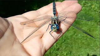 15 Incredible Dragonfly Species