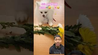 RIP SI NIKO MALANG!!!?#reaction #dog #funny #shorts #comedy