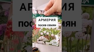 АРМЕРИЯ ПОСЕВ СЕМЯН НА РАССАДУ #армерия #посевсемян #цветы #посевцветов