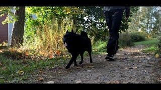 I let Jekku Schipperke walk me. Annoin Jekun kävelyttää minua.