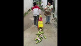 The funniest video in the countryside #funny #funnyvideo #shortvideo