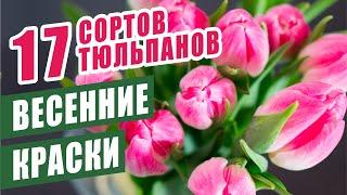 ВЕСЕННИЕ КРАСКИ. 17 СОРТОВ ТЮЛЬПАНОВ, которые порадовали и меня, и моих соседей)