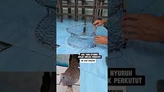 Caplok burung perkutut #shortvideo