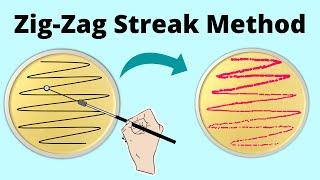 Zigzag  streaking method of isolation | Microbiology | Part 4