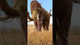 How did saber-toothed cat extinct #facts #survival #animals #ancient #reels