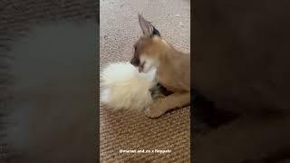 Floppa Yumi Destroying Her Favorite Doll (feat. Kira) : Caracal #shorts