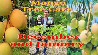 Mango tree care and application of Fertilizer in the months of December and January