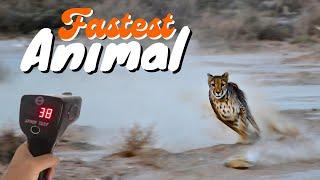 15 Fastest Animals On This Planet | Jungle Flicks