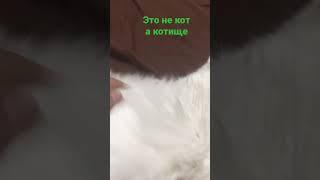 Это не кот а котище 
