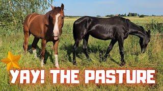 Yfke back to the pasture! Irregular. Braiding. Cuddling. Getting hay. Flooding | Friesian Horses