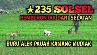 235 SOLSEL  BURU ALEK PAUAH KAMANG MUDIAK BUKIK TINGGI