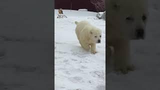 Щенки среднеазиатской овчарки алабаи питомник #таежныйталисман #алабай #сао #щенкиалабая #алабаи