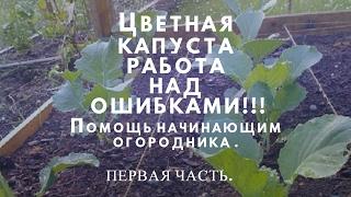 Цветная капуста! Работа над ошибками! Для начинающего огородника!  Часть 1.