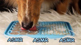 Dog ASMR Puppy Enjoys Frozen Bone Broth & Frozen Banana  Satisfying Tingly Eating Sounds No talking