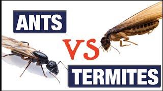 What Do Termites Look like?