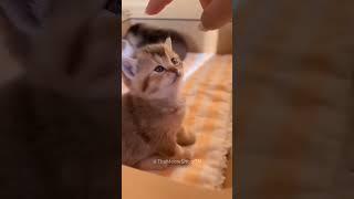Cats being cats compilation 16 #cats #funny #funnycats #shorts