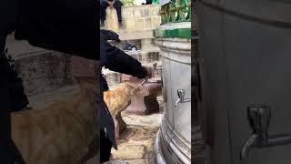 Cat drinking water at Masjid Al-Aqsa #shorts #ytshorts #youtube #ramadan #islamic