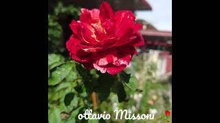 Ottavio Missoni Rose#roses #rosephotography#bloomingtoday#mawar#ottaviomissonirose#fragrancerose