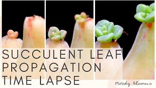 Succulent Leaf PROPAGATION Time Lapse | MOODY BLOOMS