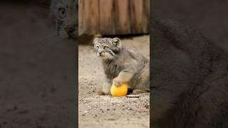 Pallas's cat kitten is practicing for the Euro 2024 final  #manul #pallascat  #euro2024
