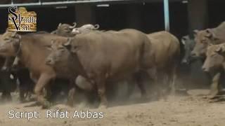 Buffalo Documentary | Kundhi | Sindhan | Banni | Dosu jat | Ahsan Burghari Dairy Farm | Kunri Sindh