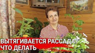 ВЫТЯГИВАЕТСЯ РАССАДА? - что делать