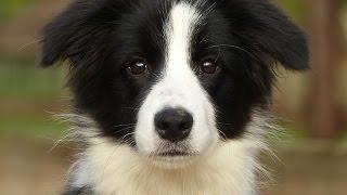 Daisy - Border Collie Puppy - 2 Week Residential Dog Training at Adolescent Dogs