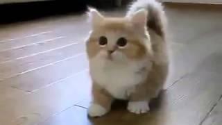 Fluffy Kitten is Confused