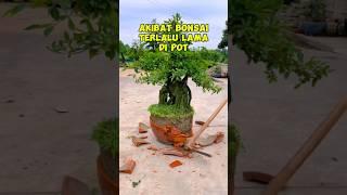 pot bonsai di pecah #inspirasibonsai