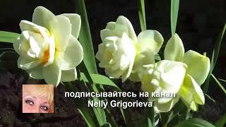 Нарцисс Гей Табор | Narcissus Gay Tabor