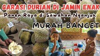 BERBURU GARASI DURIAN SAWAHAN NGANJUK||PANEN RAYA DURIAN DI GALERI DURIAN KANG HERY|Murah dan Mantap