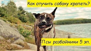 Псы разбойники 5 эп. Как отучить собаку храпеть. Best Jokes