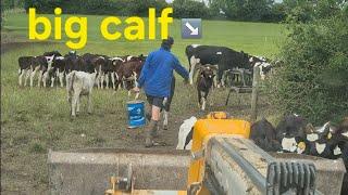 Feeding Cattle, Measuring Grass & A Bit of House Cleaning | Daily Farm life