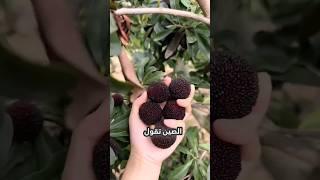 China’s Fruits Are on Another Level!  #facts #fruit هل تصدّق؟ الصين تزرع فواكه خرافية بحجم 5 كغ!